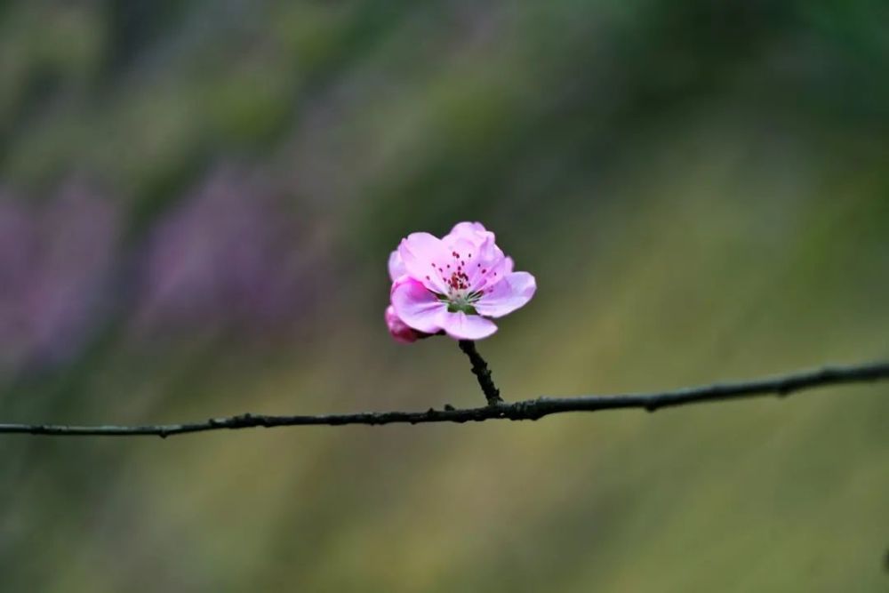 简谱桃花朵朵开_桃花朵朵开古筝谱简谱(2)