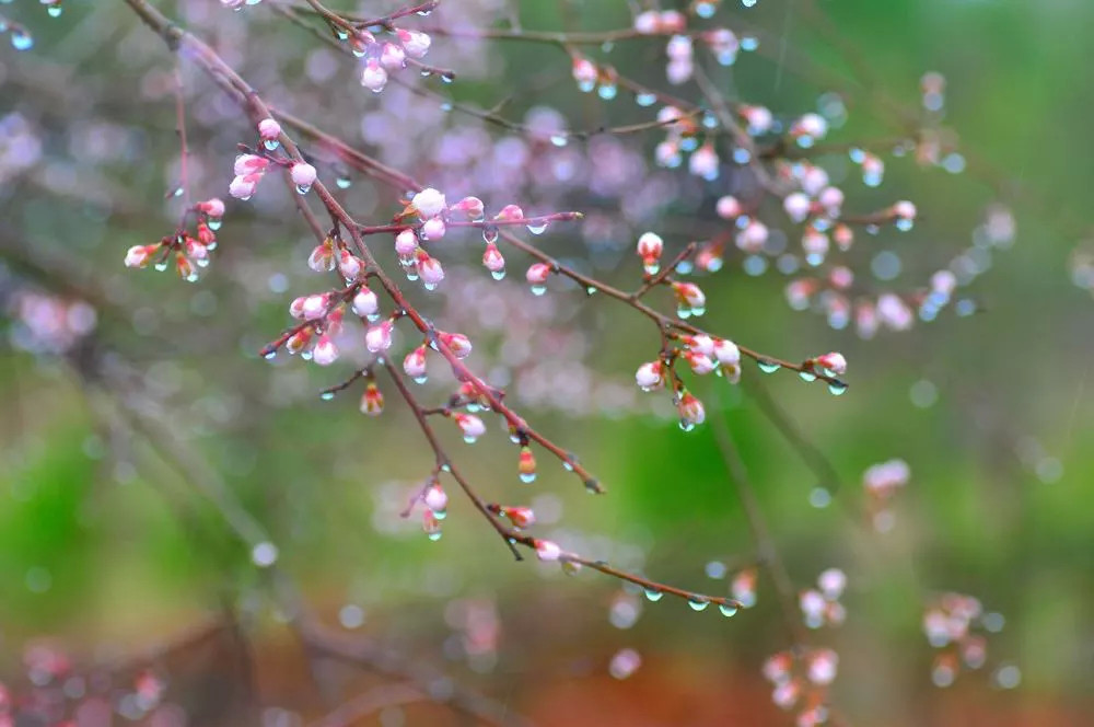 杏花微雨恰春风少年