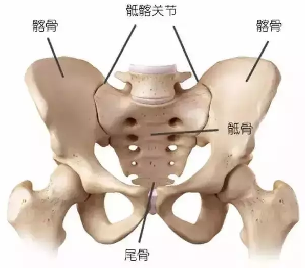 骶尾部与地面撞击,可导致骶尾椎骨折,出现坐立时疼痛