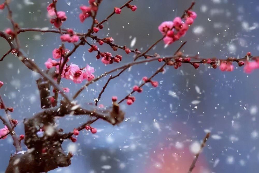 梅花恋雪雪连花