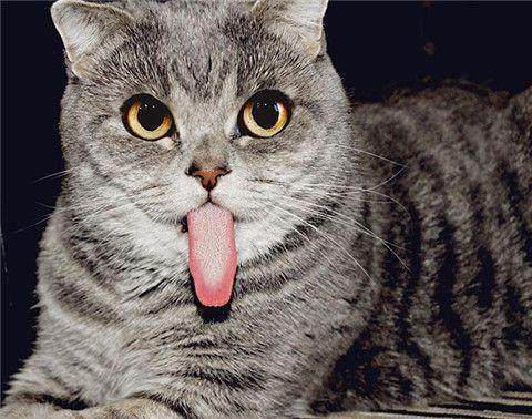 猫咪为什么总是喜欢用舌头舔人的手