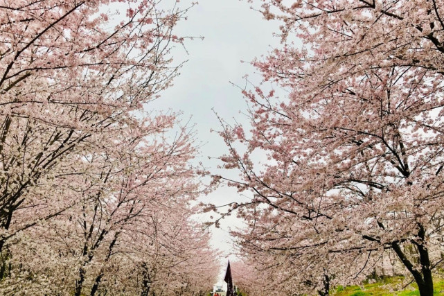 贵州世界级花海,70万株樱花花海免费开放,适合周末自驾出游