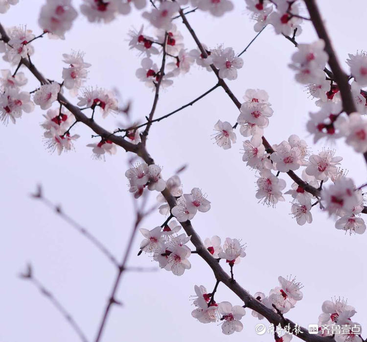 情报站|小小杏花俏枝头!济南鏊子山公园的杏花盛开很美有木有?