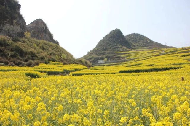 贵州六枝,阳春三月 相约抵簸去油菜花海中徜徉