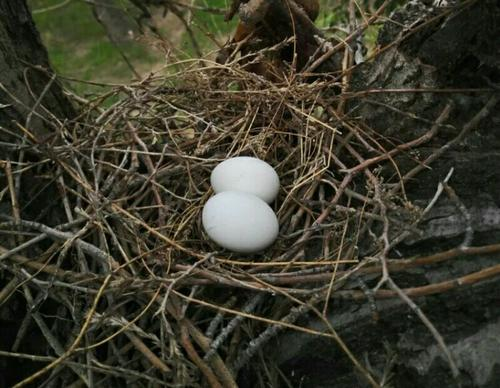 最敷衍的鸟巢,斑鸠随便搭几根树枝就准备下蛋了