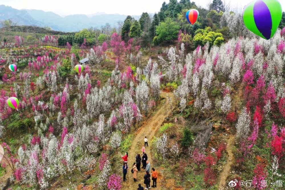 大邑县金星乡桃花寨的桃花开得正当时,观赏性桃花,海棠花,梨花等