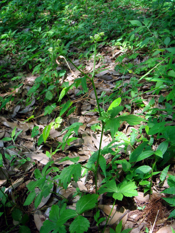 荒野维生野菜系列——变豆菜