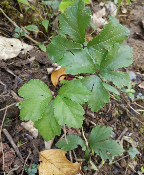 荒野维生野菜系列——变豆菜