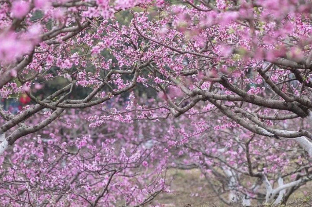 成都第2个龙泉桃花故里,1小时到达没有门票,人少景美的冷门地