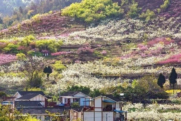 成都第2个龙泉桃花故里,1小时到达没有门票,人少景美的冷门地