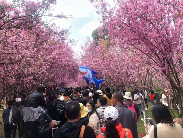 昆明圆通山樱花开了,被挤得水泄不通