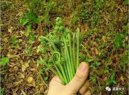 山河又到挖野菜的时候了,走!看图挖菜去!