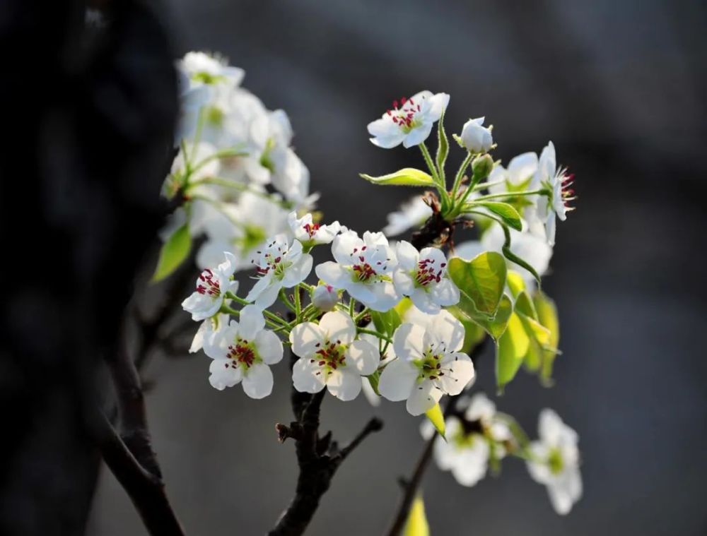 【诗词鉴赏】梨花绽放为春来,10首梨花的诗词,在这个美好的季节送给你