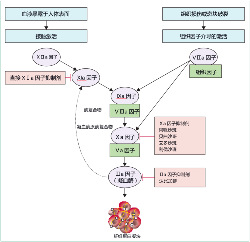 新型口服抗凝药的药理学特性及临床证据,这篇文章说全了!