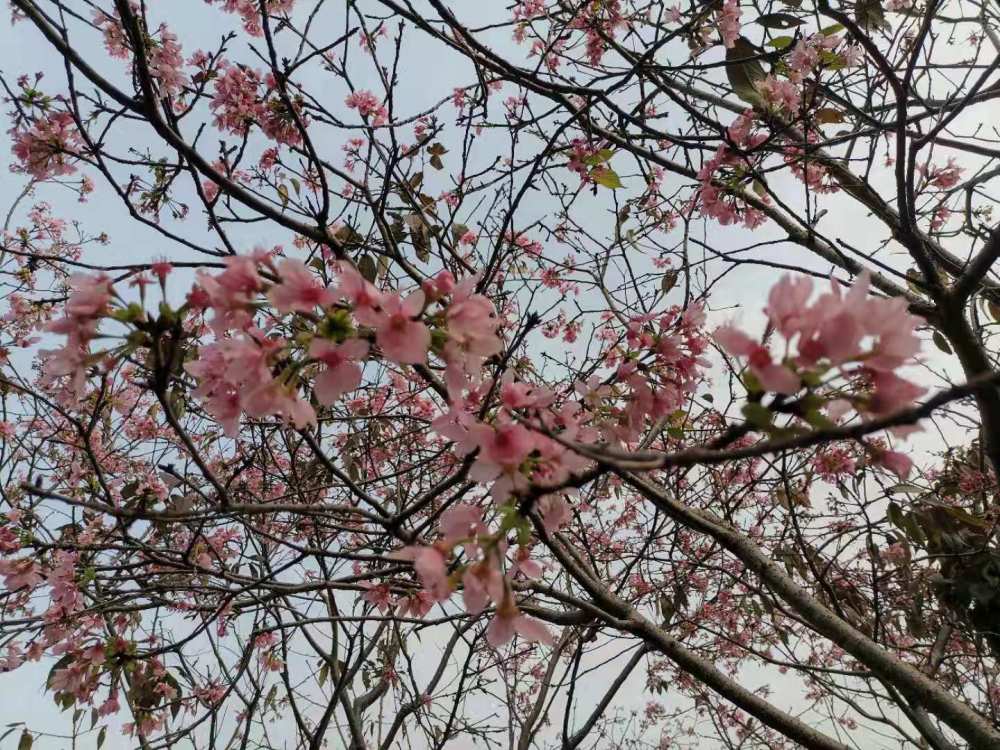 樱花列车已启程,坐在车里赏景,领略别样风光-赤湾樱花