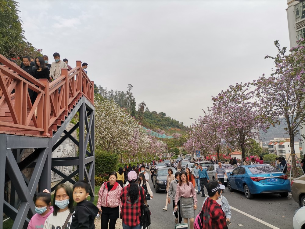 樱花列车已启程,坐在车里赏景,领略别样风光-赤湾樱花