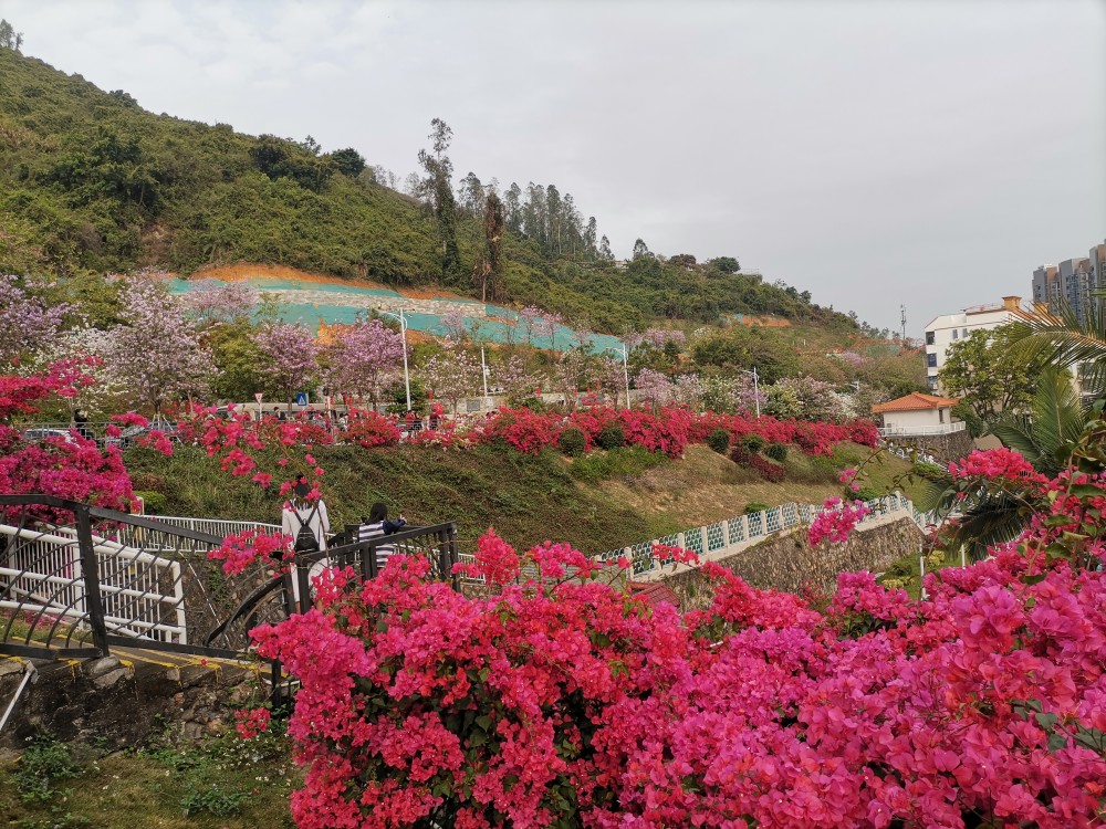 樱花列车已启程,坐在车里赏景,领略别样风光-赤湾樱花公园.