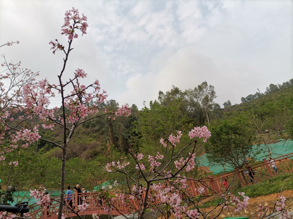 赤湾樱花公园位于深圳南山区蛇口赤湾华英路(小南山脚下.