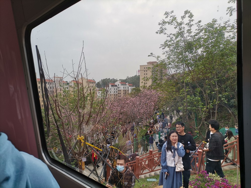 赤湾樱花公园位于深圳南山区蛇口赤湾华英路(小南山脚下.