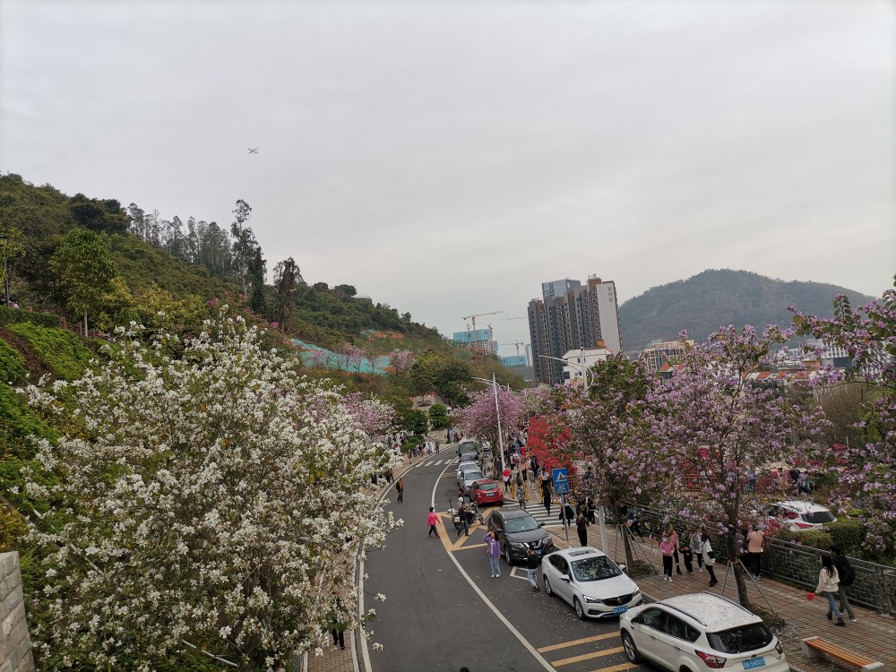 樱花列车已启程,坐在车里赏景,领略别样风光-赤湾樱花