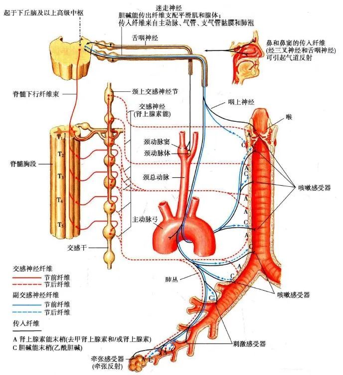 经迷走神经喉返神经发出气管支分布到气管