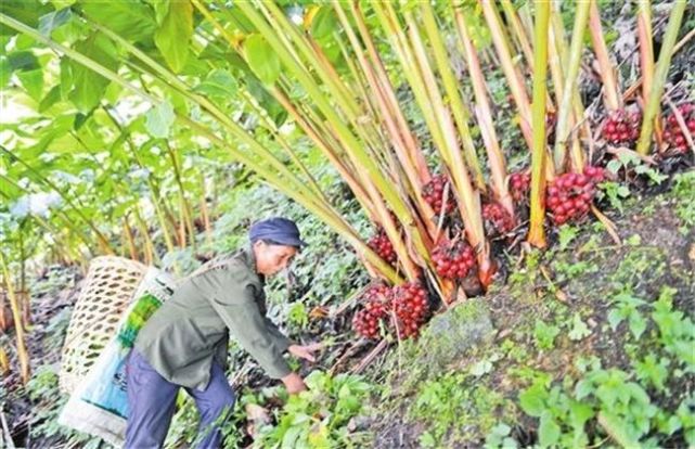 草果的种植方法,农民掌握以下要点,收获高产优质草果