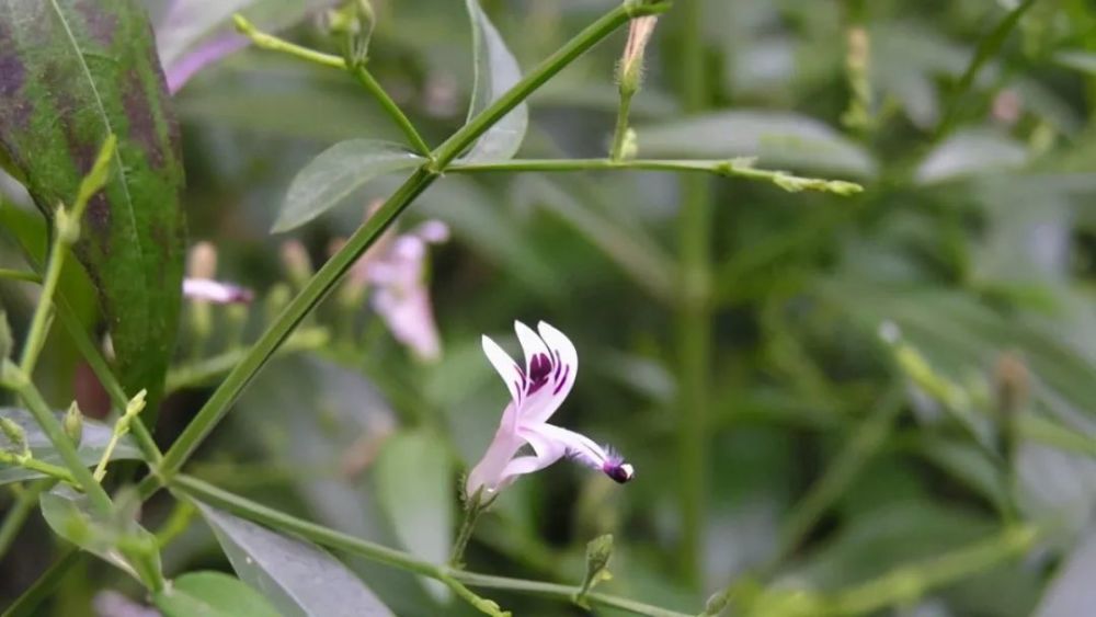 救过李时珍一命的植物——穿心莲,花很可爱像米老鼠