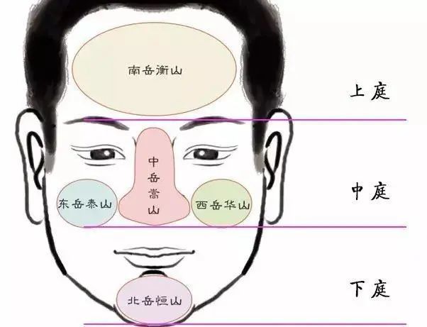 面相可概括分为三部位:上庭,中庭和下庭.