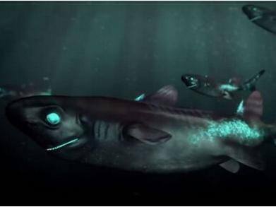 深海中的鲨鱼还能发光科学家它们或许是地球上最大的发光生命体