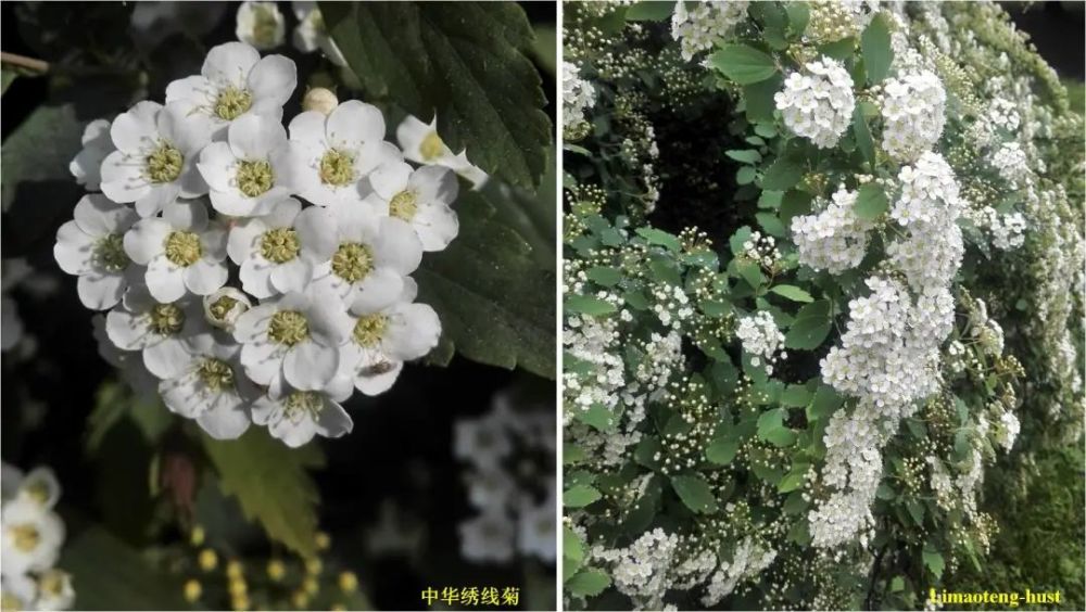 樱杏桃梨次第开,盘点那些常见的蔷薇科植物