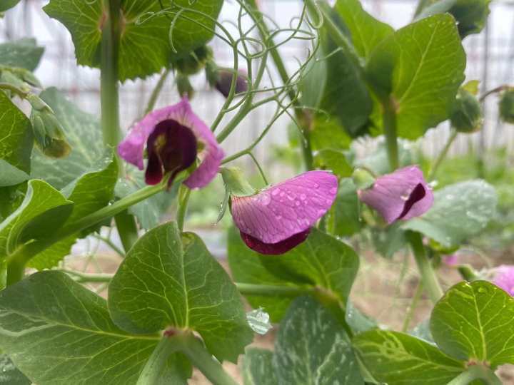 浙江"豌豆公主"种的豌豆已零星开花,这种豆子的前世