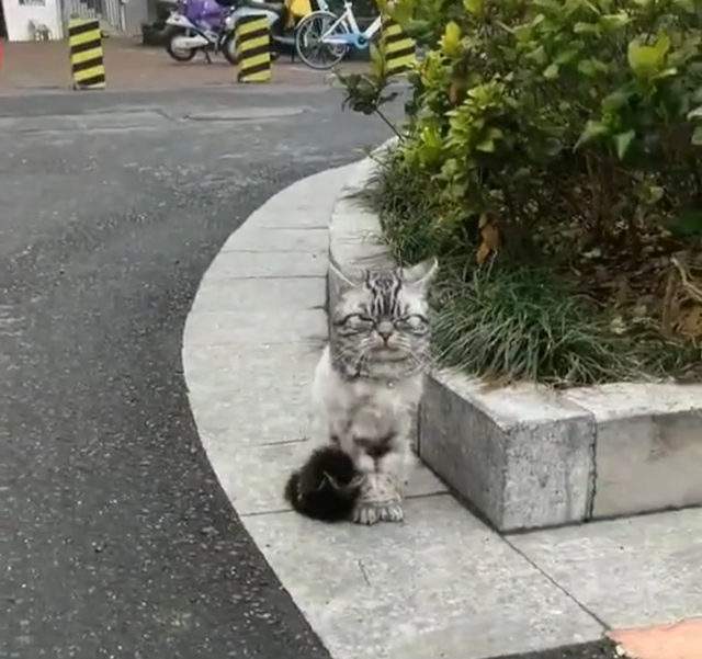 猫趣被遗弃的品种猫日子过得有多惨加菲猫落魄的像只大老鼠