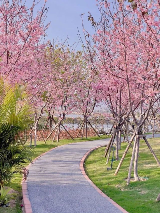 鲤鱼洲樱花岛   樱花岛还有很多好地,秋千,梦幻树屋