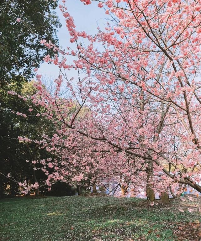 樱花!福州春日赏樱地图(内附樱花好物)