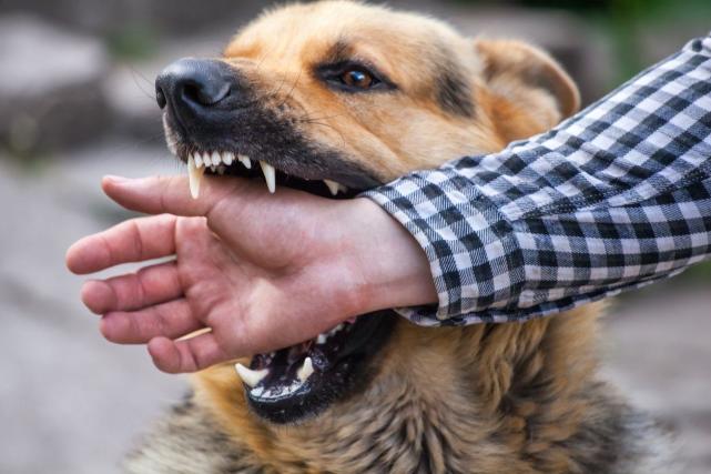 医生告诉你怎么做|狂犬病毒|世界卫生组织|狂犬病疫苗|狂犬病病毒|10