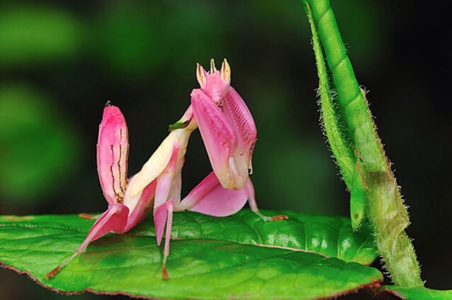 不得不提的还有另一个名字里也带兰花的拟态高手—兰花螳螂
