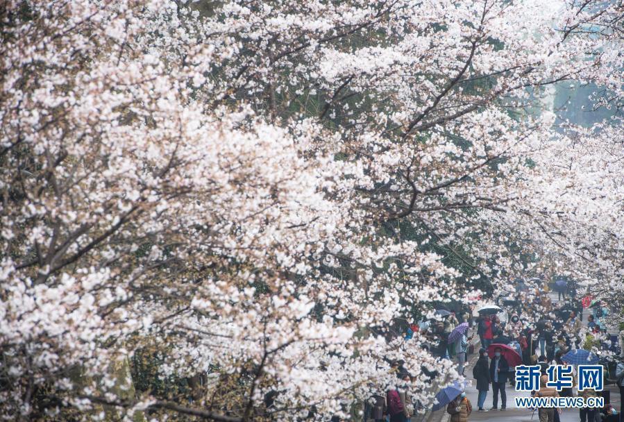 武大樱花开放首日,抗疫医护人员与游客共赏雨樱