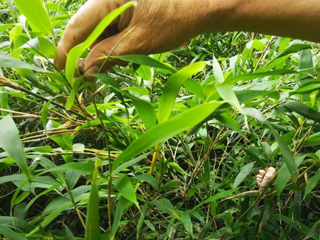 竹黄是寄生在竹子上的一种真菌,在生长茂密且健康的竹林里,是见不到它