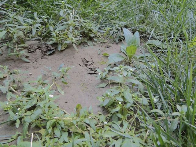 生长在水边的仙草,捣烂会流出墨汁,叶子是极品野菜,请重视起来