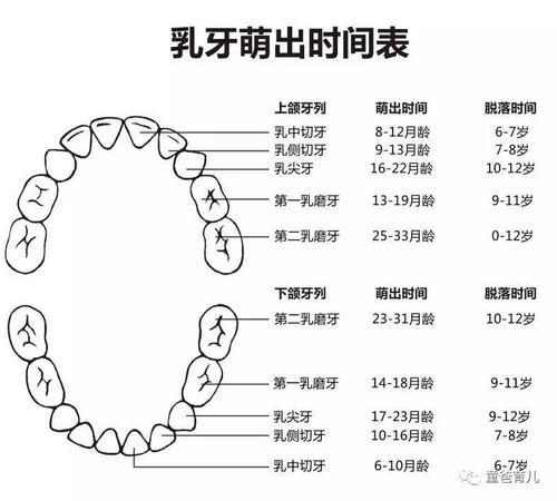 你知道吗? 乳牙最长的服务时间长达10年呢!