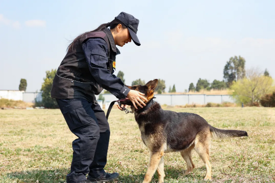 昆明市公安局警犬基地:警花美警犬飒