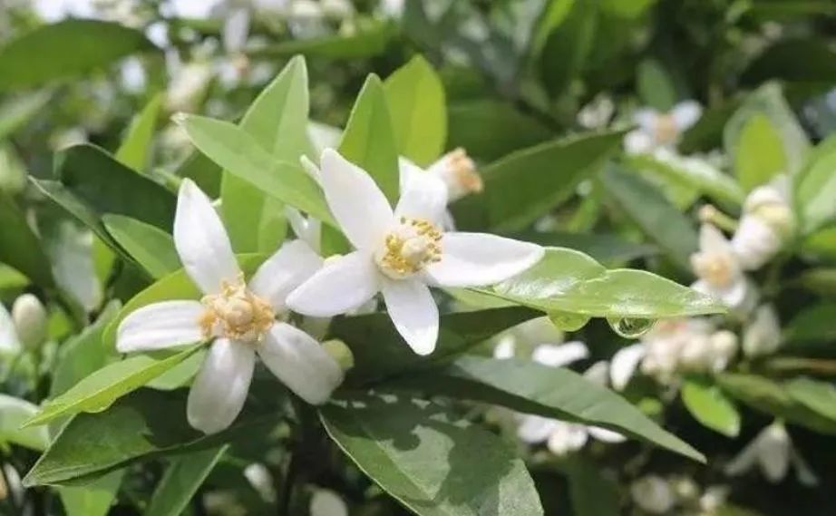 植保技术柑橘春梢萌芽期保花保果做得好柑橘高产有保证