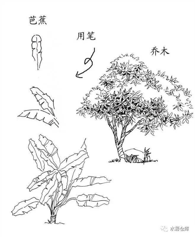 线稿|绘画基础 各类树木 草丛 树叶的画法笔触