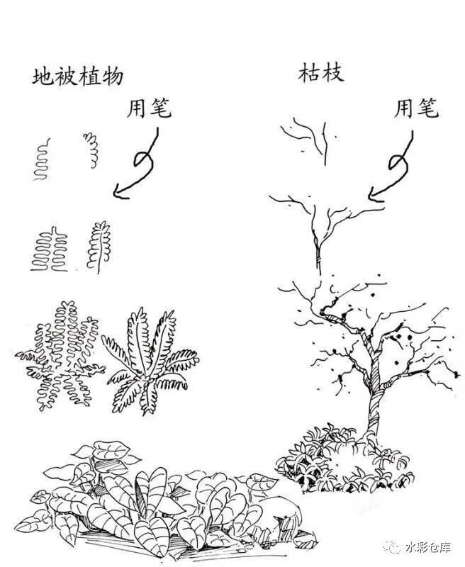 线稿|绘画基础 各类树木 草丛 树叶的画法笔触