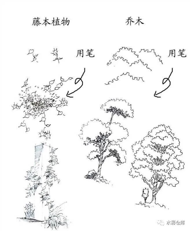 线稿|绘画基础 各类树木 草丛 树叶的画法笔触