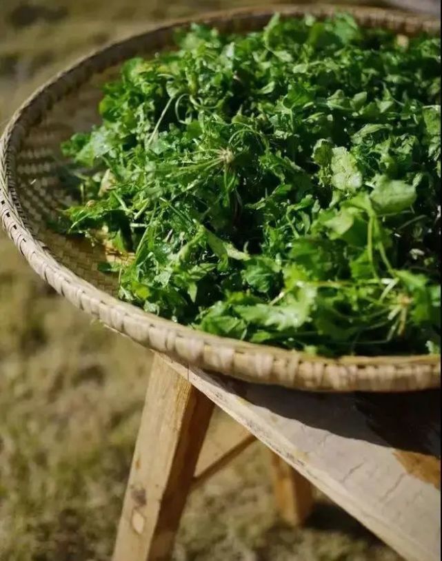 上山挖荠菜也是一项春日野趣