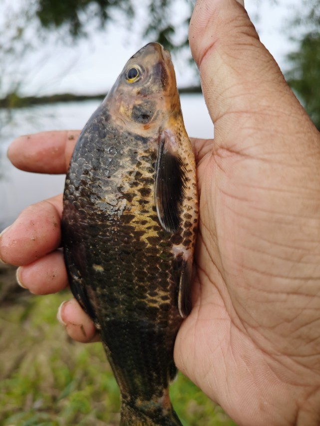 外出野钓总能钓上来奇形怪状的鱼,去年台风前我又去了