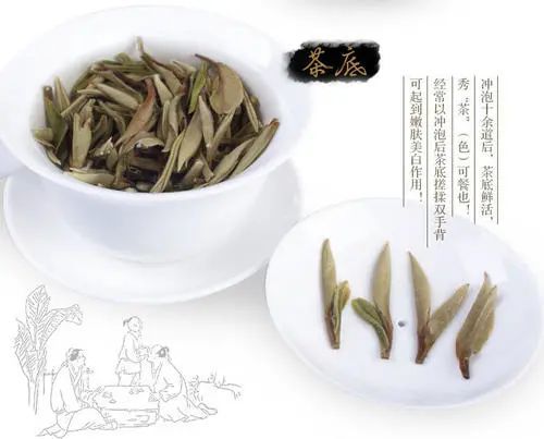 今日说茶|白牡丹(白茶)