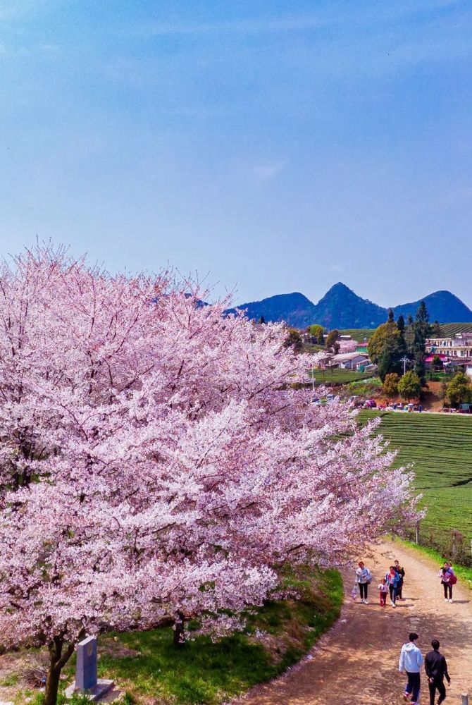 这才是全球最大的樱花基地门票免费比日本还绝美