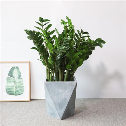 属鸡的植物幸运图片,属鸡吉祥风景图片 十二生肖的"幸运植物"分享,赶紧养一株吧!